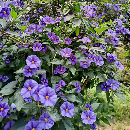 Gospodarstwo agroturystyczne Le Petit Chateau Vezzi Portio