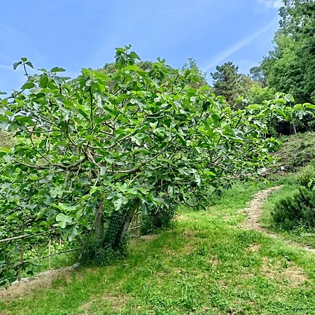 Gospodarstwo agroturystyczne Le Petit Chateau Vezzi Portio