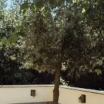 Le Petit Chateau * Vezzi Portio