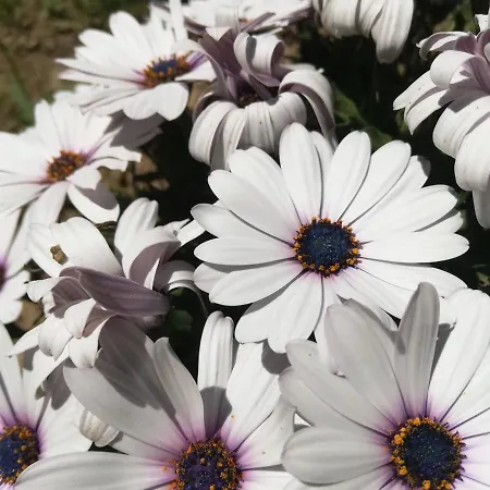 Le Petit Chateau Bauernhof