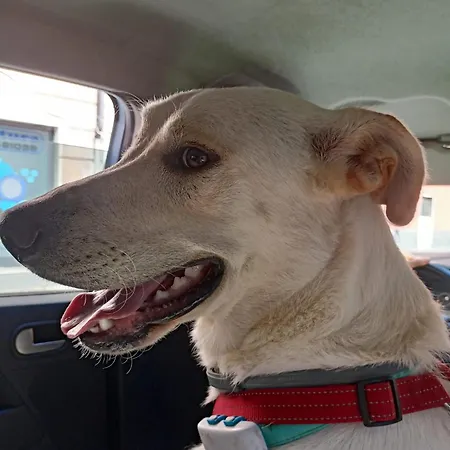 בית חווה Le Petit Chateau *