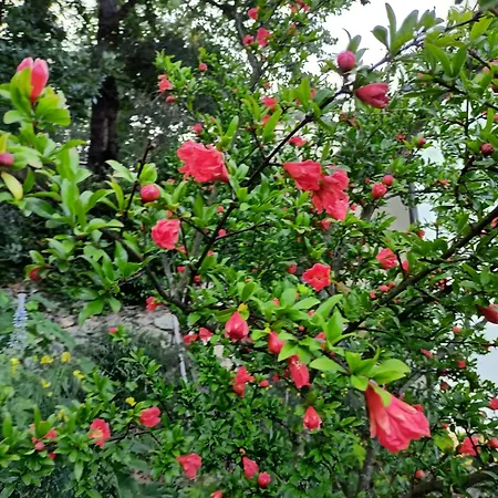 Le Petit Chateau בית חווה *