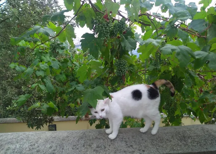 Agroturismo Le Petit Chateau *