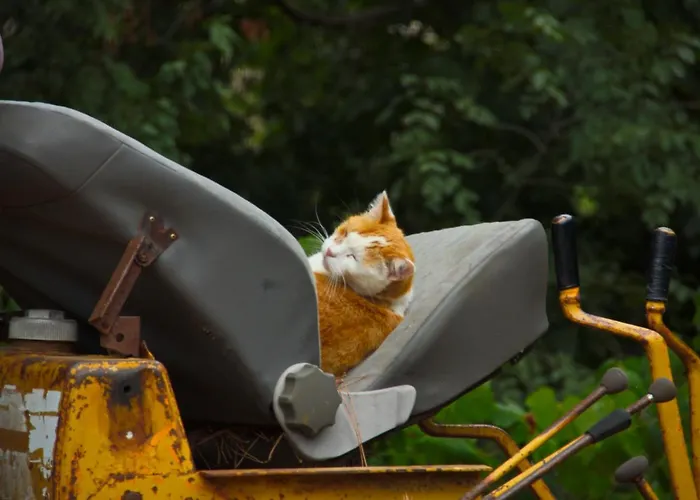 Le Petit Chateau * Vezzi Portio