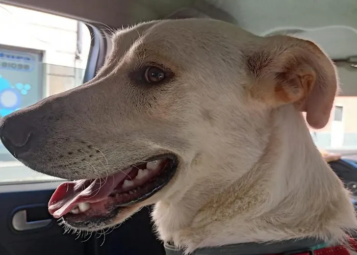 Agroturismo Le Petit Chateau *