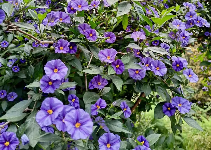 Agroturismo Le Petit Chateau Vezzi Portio